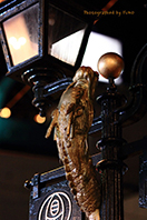 長崎　思案橋の龍