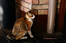 長崎ワーフの猫