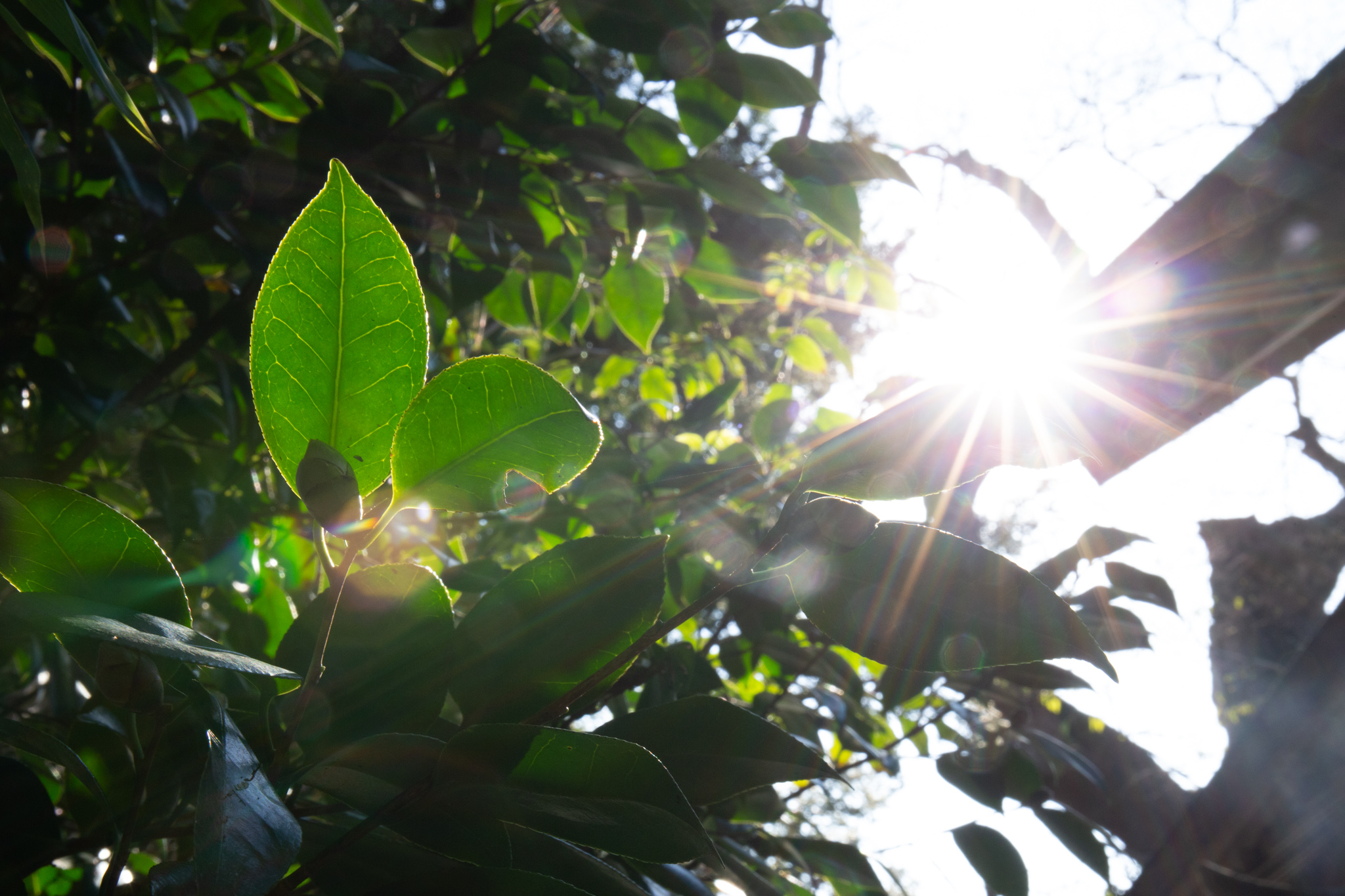 鳥居からの木漏れ日